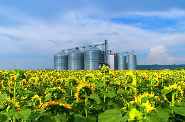 O Silo. Campo com girassóis  . — Fotografia de Stock