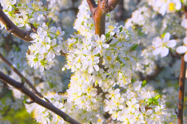 Çiçekli ağaç üzerinde Erik çiçekleri — Stok fotoğraf