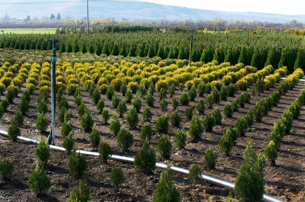 Thuja occidentalis en el centro del jardín. Vivero de plantas . —  Fotos de Stock