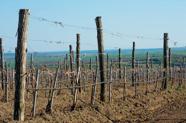 Beskurna vingårdar på våren — Stockfoto