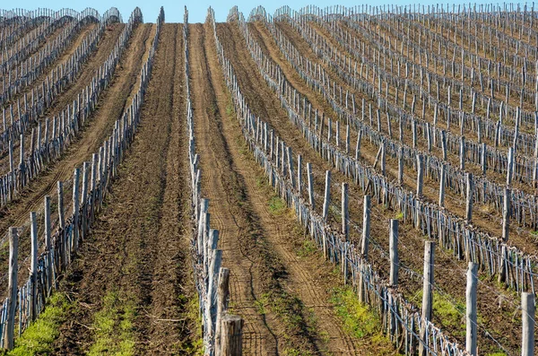 Vingårdarna med unga vinstockar — Stockfoto