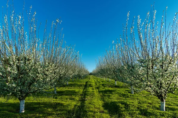 Trees in blossom in orchard in spring — Stock Photo, Image