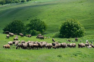 Hayvan otlatma sürüsü