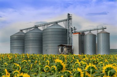 Silo. Alan ayçiçeği ile .