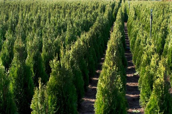 Arborvitae. Goldstrike Cedar. Berçário para muitos Thuja verde na natureza . — Fotografia de Stock