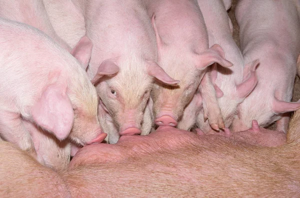 Leitões que se alimentam da mãe porco — Fotografia de Stock