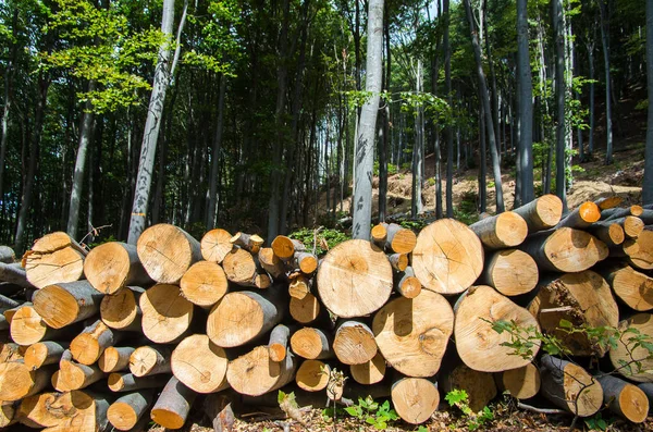 Träden avverkas och lagras för industrin — Stockfoto