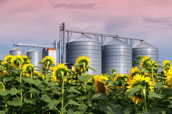 Almacén de la cosecha — Foto de Stock