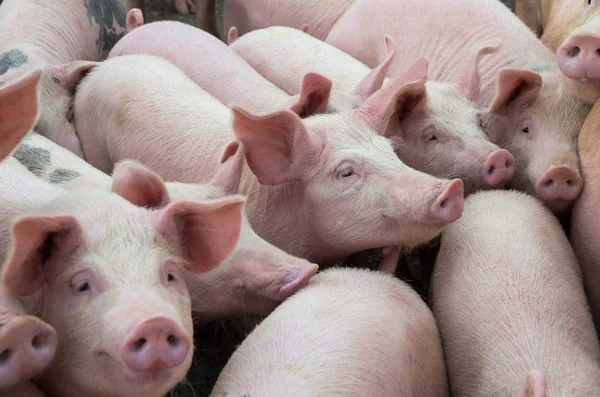 Boskapsuppfödning. Farm svinen. — Stockfoto