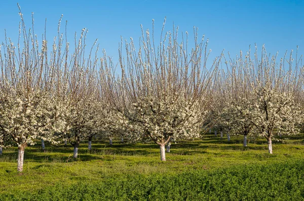 Line of plum trees in beautiful orchard — Stock Photo, Image