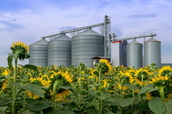 Elevador em um campo de girassol — Fotografia de Stock