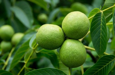 Ağaçta asılı ceviz