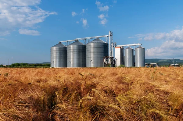 Granja, campo de cebada con silos de grano para la agricultura —  Fotos de Stock