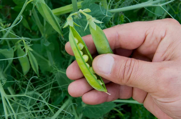 Human Hands pods fresh peas — Stock Photo, Image