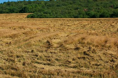 Ürün sigorta. Yok edilen buğday.