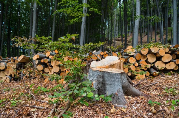 Deforestation of deciduous forests. — Stock Photo, Image