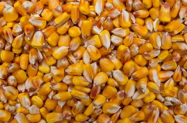 Corn grain. Harvest maize.