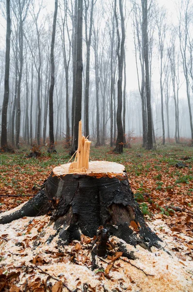 Logged tree stump.