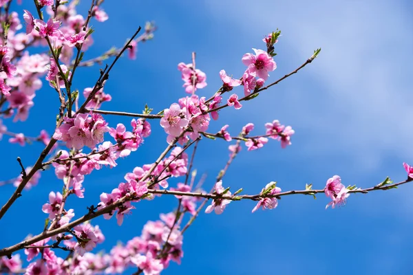 Sweet peach blossoms in early spring with blue sky in background.