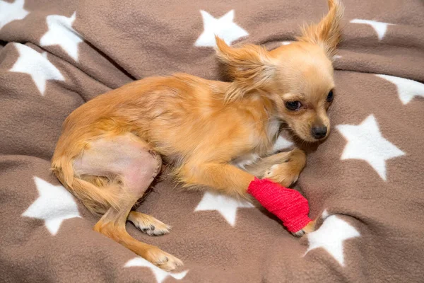Köpekteki diz kapağının cerrahi müdahalesi..