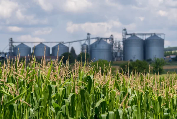 Pertanian Silos. Penyimpanan dan pengeringan biji-bijian — Stok Foto