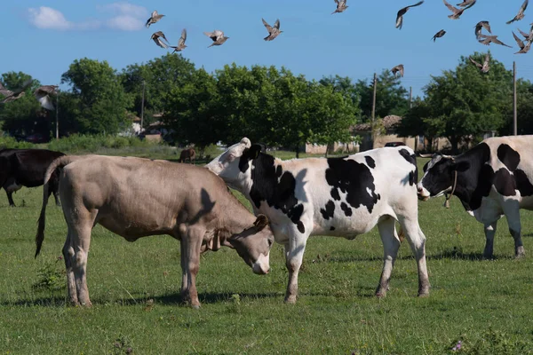 Vaches et veaux — Photo