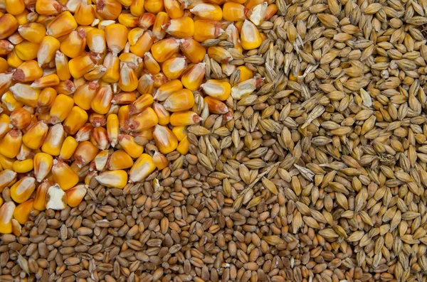 food grains maize, wheat and barley