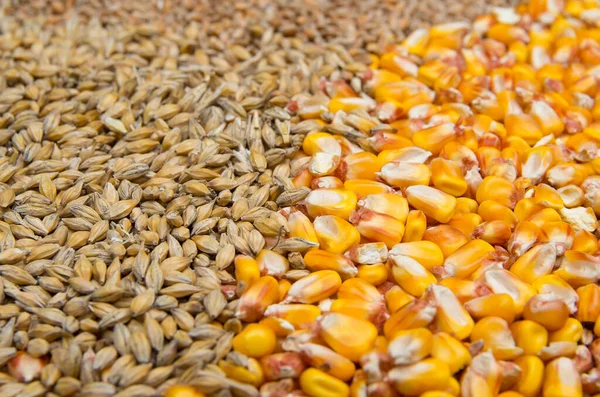 Grain. Maize and barley