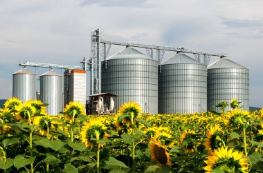 Ayçiçeği tarlasında bir silo.