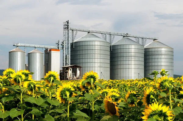 Silo in a sunflower field.