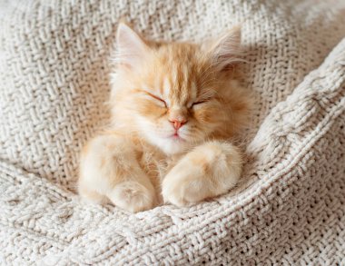  Kırmızı tekir kedisi erkek, kıvrılıp uyudu. Beyaz arkaplan