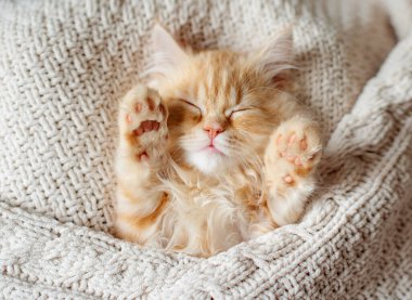 turuncu kırmızı tekir kedisi erkek, kıvrılıp uyudu. Beyaz arkaplan