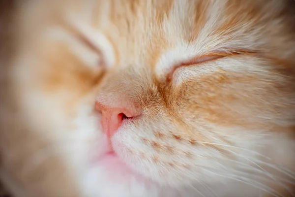オレンジ色の赤いタビー猫の男が眠ってしまった — ストック写真