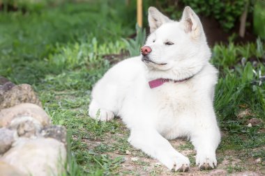 büyük beyaz tüylü köpek yolda olduğunu