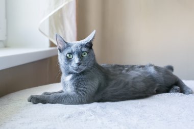 Mavi kedi boyama. Masanın üstünde