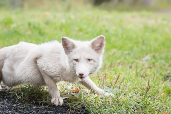 White Fox lurking in the grass — ストック写真