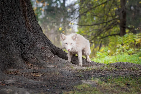 Fox hunting in the forest. autumn. color white — ストック写真