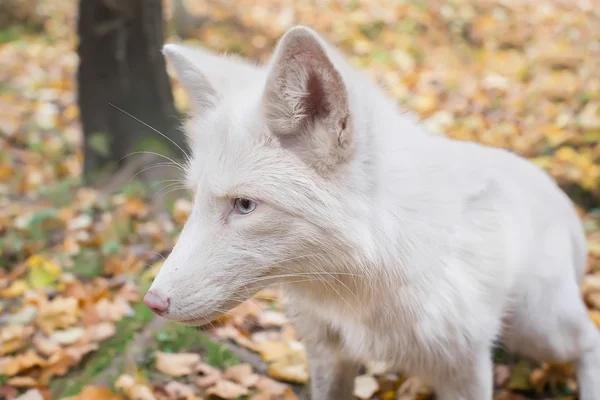 portrait of white Fox in the autumn forest.