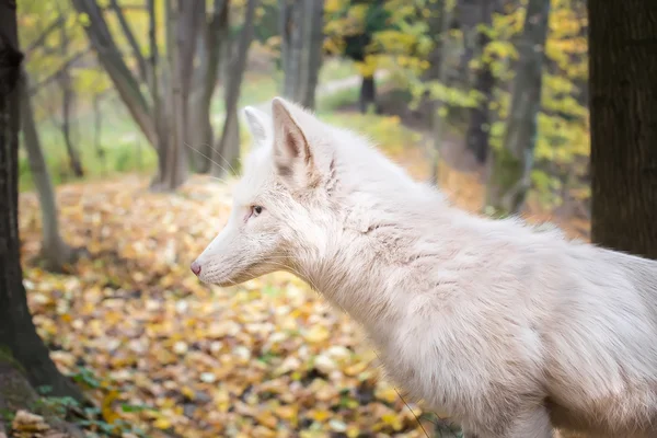 Portrait of white Fox in the autumn forest. — ストック写真