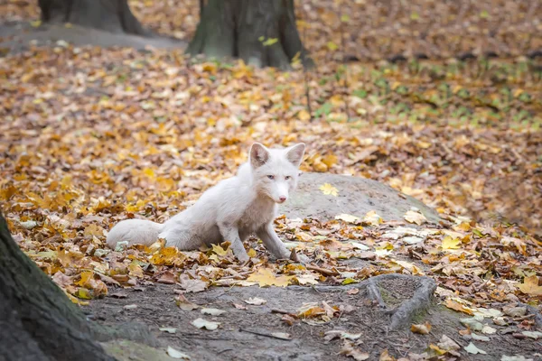 White Fox sitting on yellow leaves — ストック写真