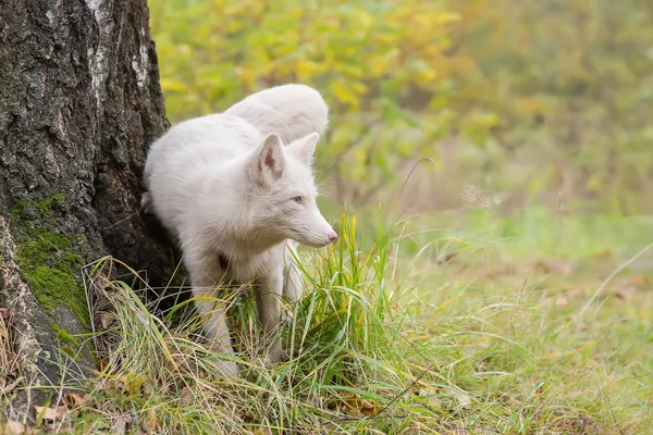 Fluffy Fox in a tree. white color. — ストック写真