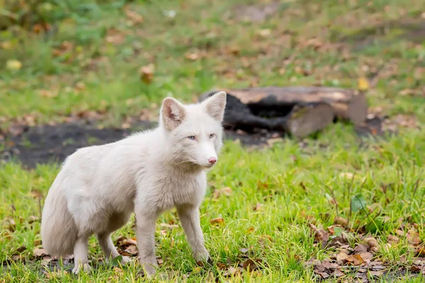 Fluffy Fox in white. Hunts in the field — ストック写真
