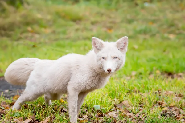 El zorro blanco caza. edad 2 años —  Fotos de Stock