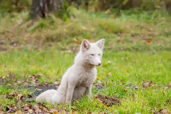 fluffy Fox in white. Hunts in the field.