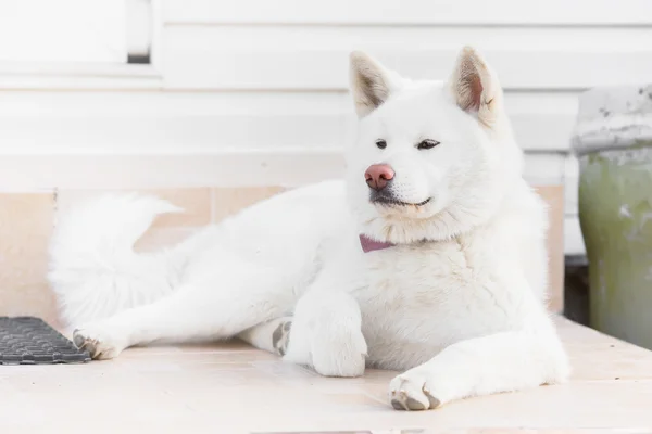 Portrait of a big white fluffy dog — ストック写真