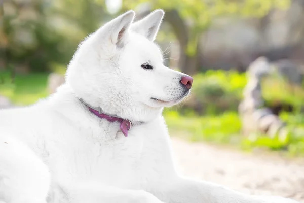 Portrait of large white fluffy dog. Profile — ストック写真