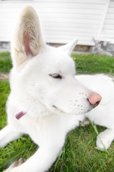 Imagem engraçada de um grande cão fofo branco — Fotografia de Stock
