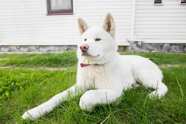 Großer weißer, flauschiger Hund liegt im Gras — Stockfoto