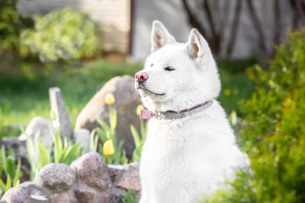 Dog breeds Akita inu Hachi. color  white — ストック写真