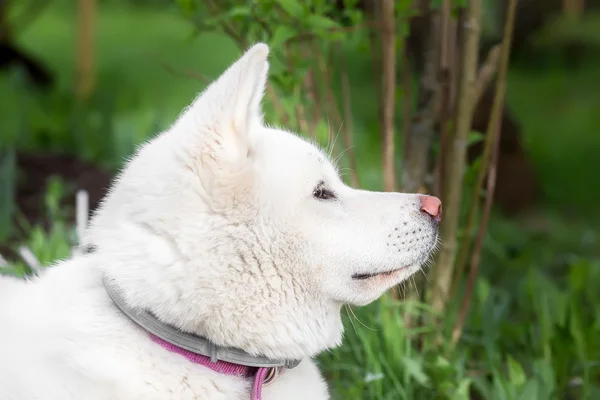 Portrait d'un chien Akita ina. la vue de côté — Photo
